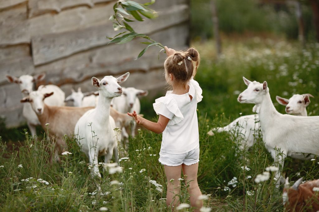 Kinderboerderij in Heerenveen